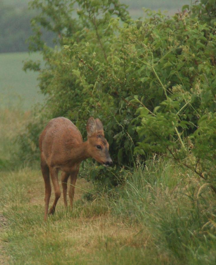 Engbjerg Bnb Hirtshals Kültér fotó